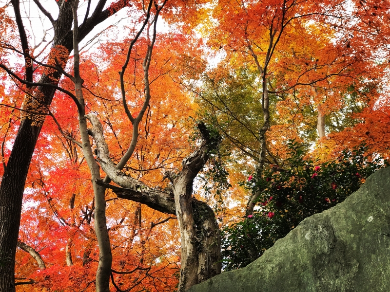 紅葉へ いこ〜よ〜(๑˃̵ᴗ˂̵)